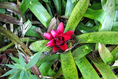 Bontanical Garden Near Orosi Costa Rica 2013